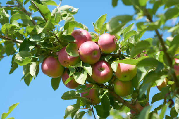 istock Bunch of Apples 2 1194926746