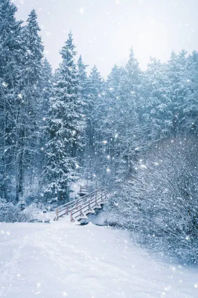 Winter landscape in the forest with a wooden bridge in the snow