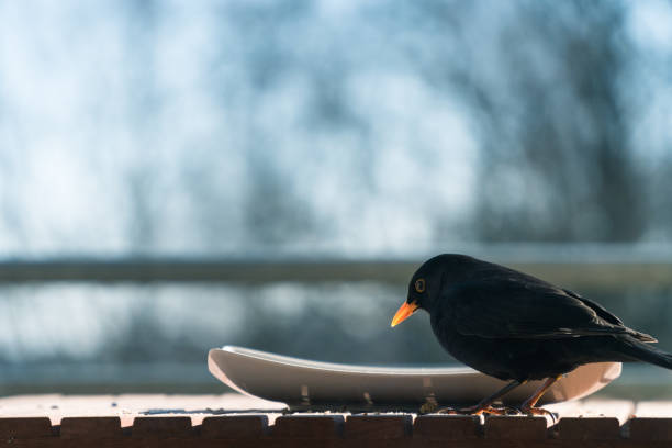バルコニーの皿から食べるオスの一般的なブラックバード(トゥルダス・メルラ)。動物福祉の概念、冬の食糧不足から在来種の保護。クローズアップ、コピースペース付きの背景ぼかし - common blackbird ストックフォトと画像