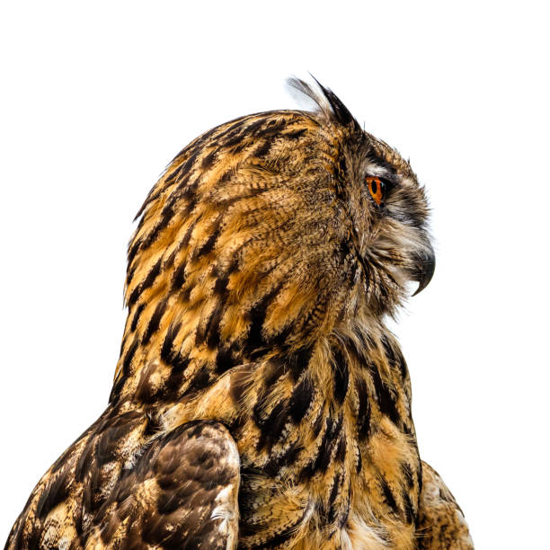 istock Beautiful eurasian eagle owl portrait. 1194932208
