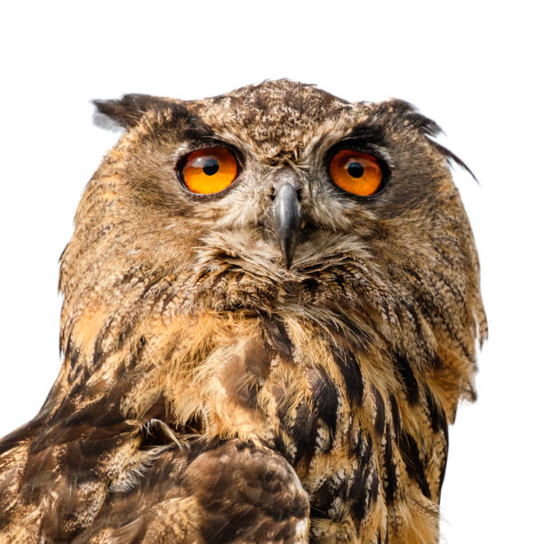 istock Beautiful eurasian eagle owl portrait. 1194932209