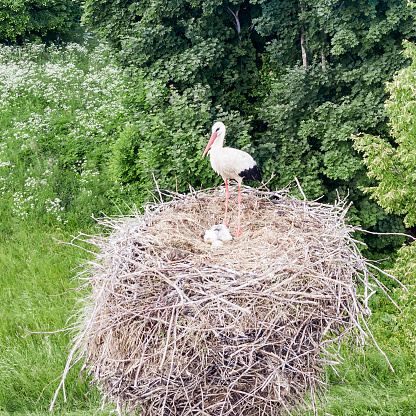 Stork sits in a nest on eggs against the background of a village landscape. Ecological and family concept.