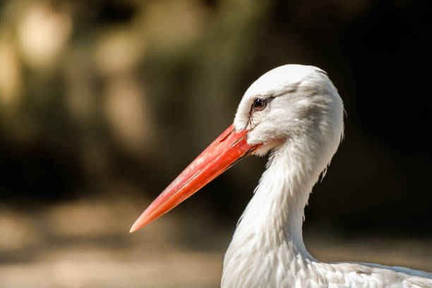 istock Closeup portrait of a white stork 1194934448