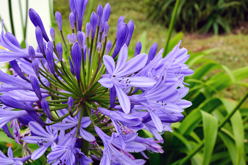Blue agapanthus flowers on a blurry green background. Flower of Love. Agapanthus is used for indoor cultivation, landscape design and flower arranging. San Miguel Island, Azores, Portugal