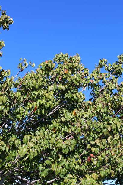 istock INTRODUCED PYRUS CALLERYANA - PALM SPRINGS - 111719 C 1194935357