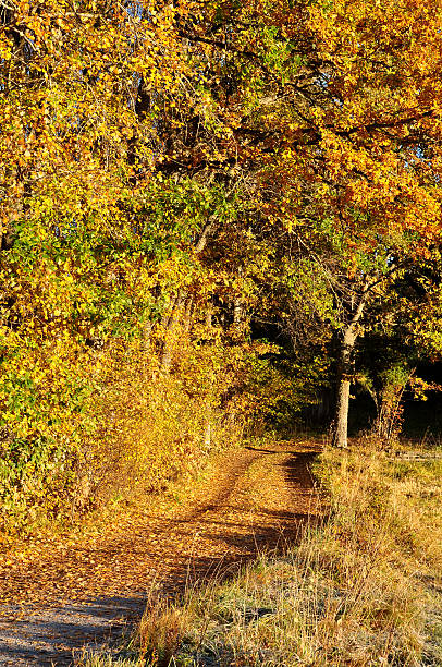 Cтоковое фото Осенний road