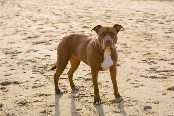 American Pit Bull Terrier on a beach. American Pit Bull Terrier on a beach. Sunny day. american pit bull terrier stock pictures, royalty-free photos & images