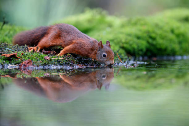 istock Red Eurasian squirrel searching for food 1194935606