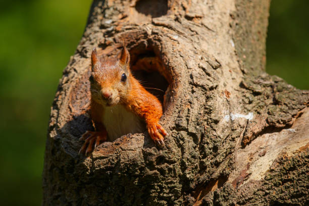 istock Red Eurasian squirrel in the forest 1194935644