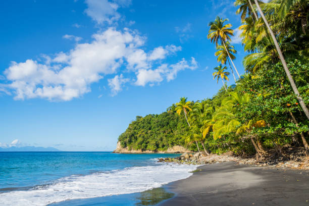istock Caribbean feeling on a Martinique wild beach 1194936448