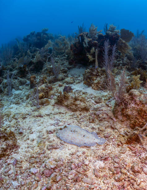 istock Caribbean coral garden peacock flouder 1194937438