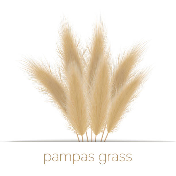 Pampas golden grass copy space on stripe. Vector illustration. panicle Cortaderia selloana South America Pampas golden grass copy space on stripe. Vector illustration. panicle Cortaderia selloana South America. ornamental grass. feathery grass head plumes, for floral arrangements, displays, decoration tussock stock illustrations