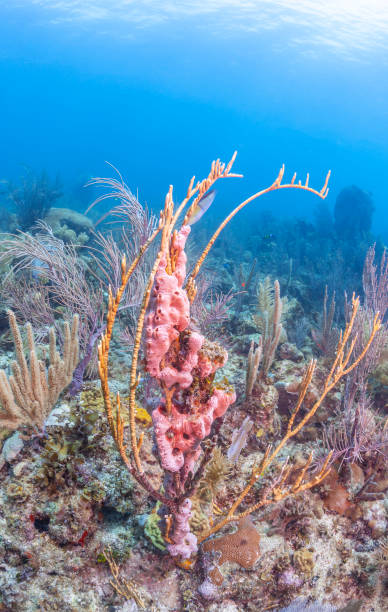 istock Caribbean coral garden 1194937605