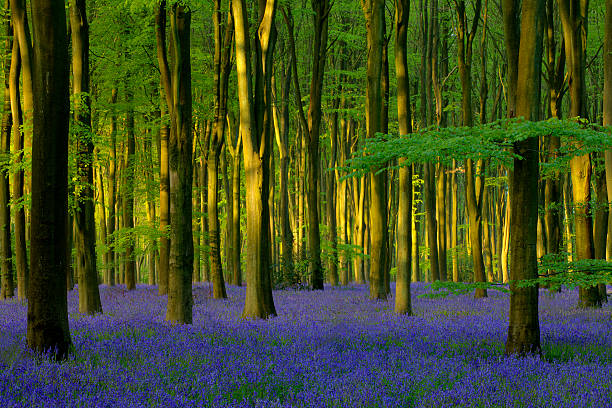 istock Bluebells in Micheldever Wood 119493902