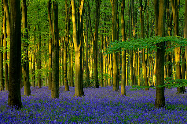 Bluebells in Micheldever Wood stock photo