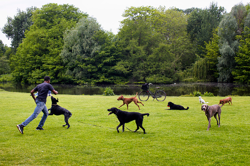 View of dog watcher play with dogs on grass field, pond, trees at Vondelpark in Amsterdam. It is a public urban park of 47 hectares. It is a summer day.