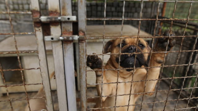 Sad dogs in shelter behind fence waiting to be rescued and adopted to new home