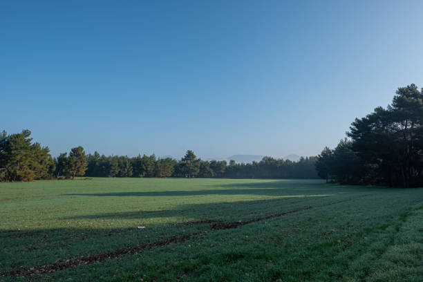 istock Grassland by the Woodland Beneath the Cloudless Sky 1194939408