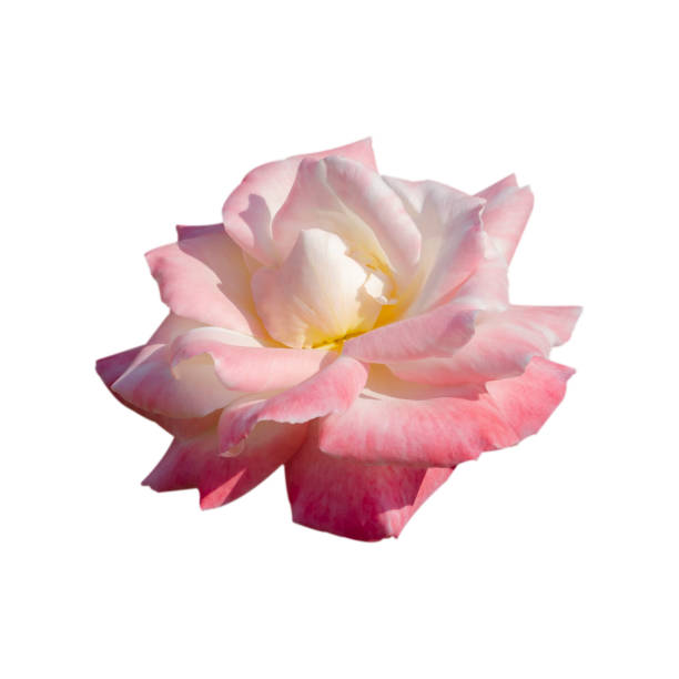 Pink and white two tone color rose flower isolated on white background