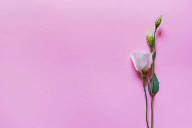istock Tender white and pink eustoma flowers on pink background, flat lay 1194940575