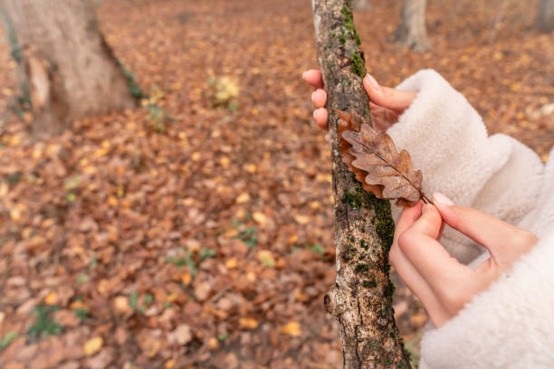 istock Young female holds in hand dry branch and leaf 1194941468