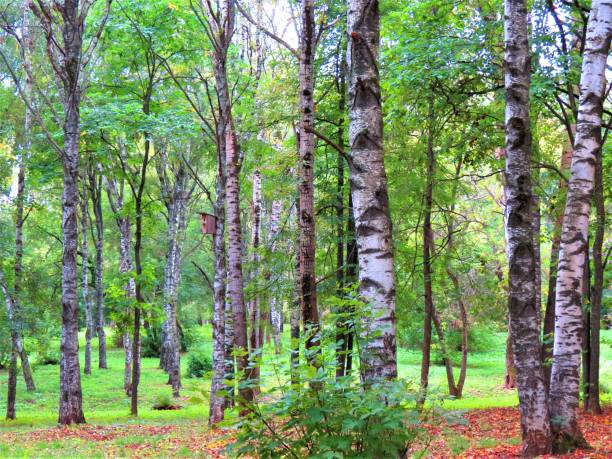 Birch trees in the park. Summer birch trees landscape.
