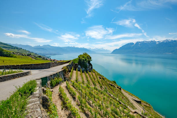 Lavaux Vineyard, a UNESCO World Heritage site. View on the terrasses and Lake Geneva (Lac Leman) in Switzerland