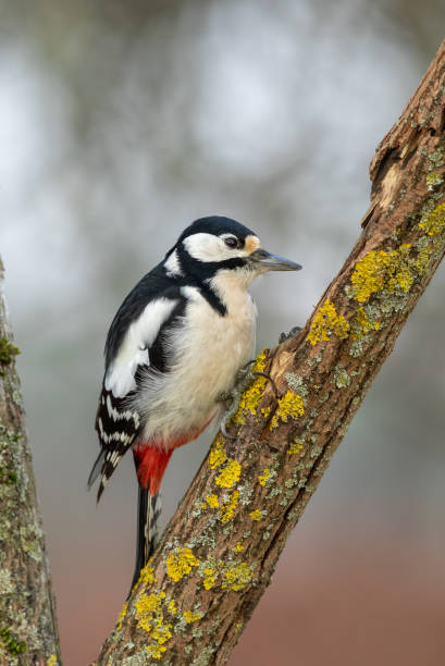 istock Female great spotted woodpecker 1194944247