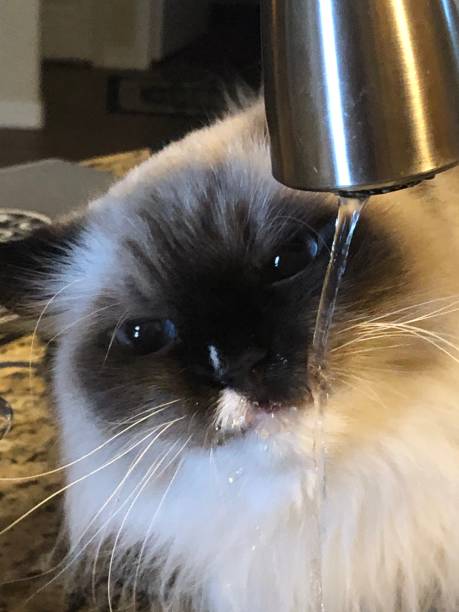 istock Ragdoll cat drinking from water faucet 1194944463