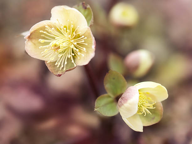 blossom stock photo