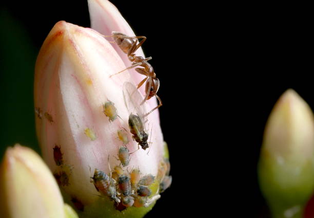 la formica argentina tende gli afidi su un bocciolo di fiori di giada - petal bud plant agriculture foto e immagini stock