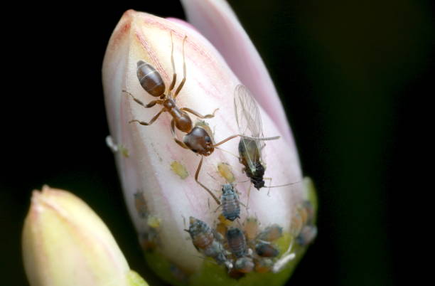 la formica argentina tende gli afidi su un bocciolo di fiori di giada - petal bud plant agriculture foto e immagini stock