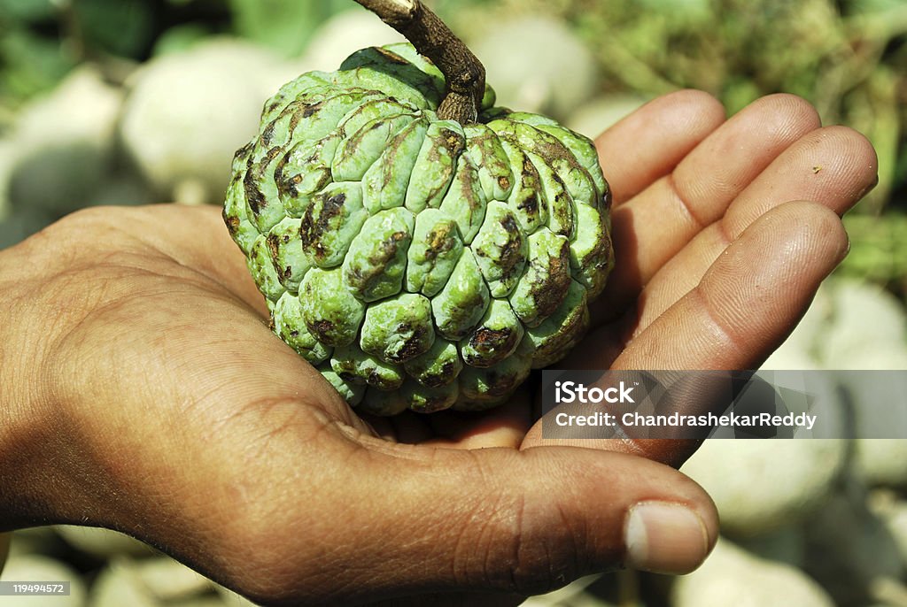 Fruta de Conde - Royalty-free Annona Muricata Foto de stock