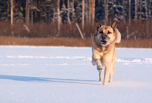 Running West Siberian Laika (Husky) stock photo