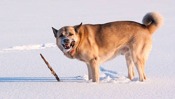 West Siberian Laika (Husky) playing with stick stock photo