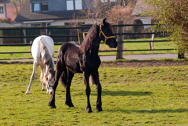 Grazing horses stock photo