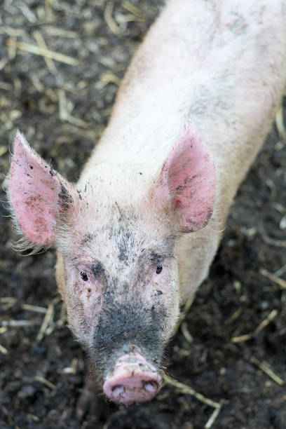 istock pig on the farm 1194948043