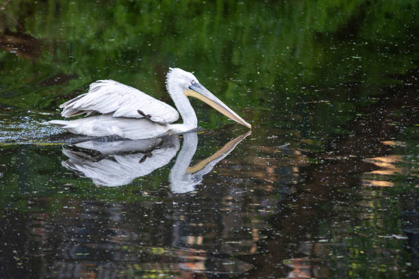 istock pelicans in the pond 1194948103
