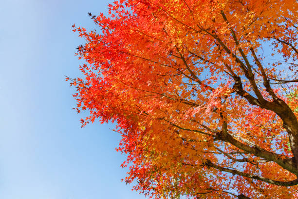istock Maple leaves with brightly colored leaves 1194948710