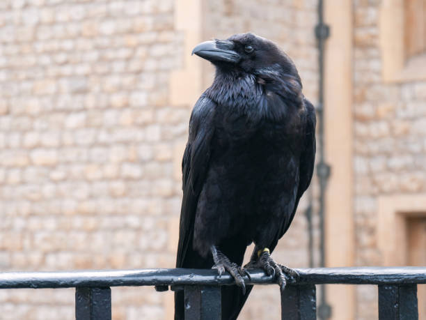 istock Raven in London 1194949933