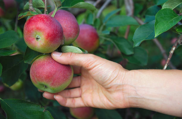 istock apples in tree hand picking orchard harvest organic fruit 1194949951