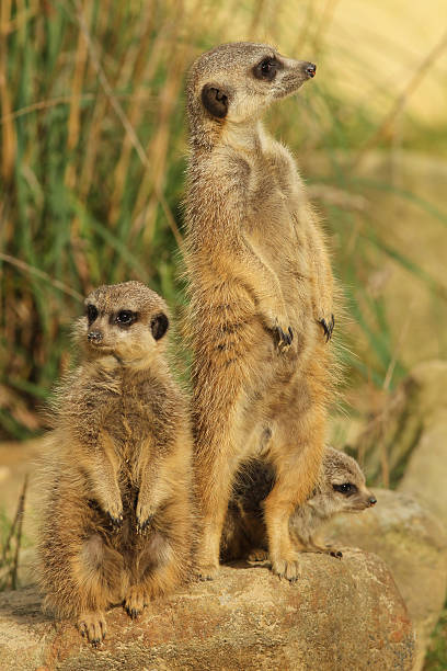 istock Big and little meerkats standing upright 119495032