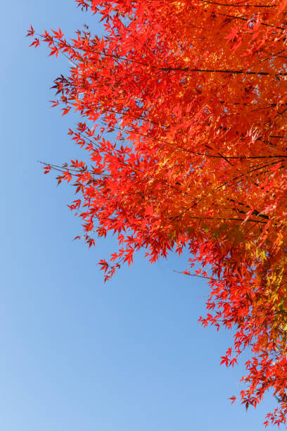 istock Maple leaves with brightly colored leaves 1194950510