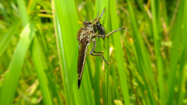 istock the robber fly is eating flies on elephant grass. 1194952638