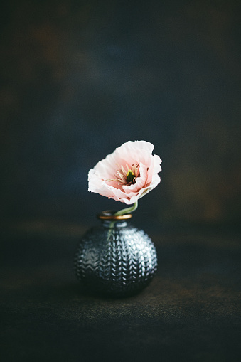 Still life background with gray vase and pink poppy