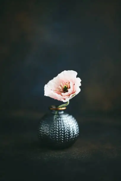 Photo of Still life background with gray vase and pink poppy