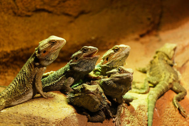 istock The oriental garden lizard, eastern garden lizard, bloodsucker or changeable lizard 1194954517