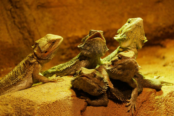 istock The oriental garden lizard, eastern garden lizard, bloodsucker or changeable lizard 1194955045