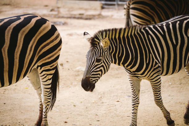 istock Striped black and white mammal animal zebra 1194955883