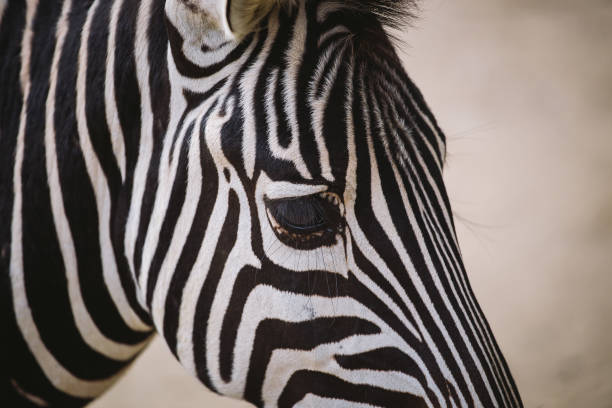 istock Striped black and white mammal animal zebra 1194955905